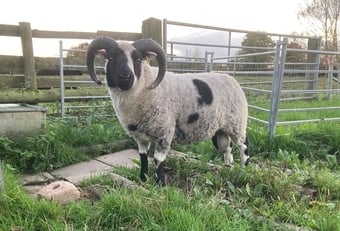 Shetland tups of various ages for sale 