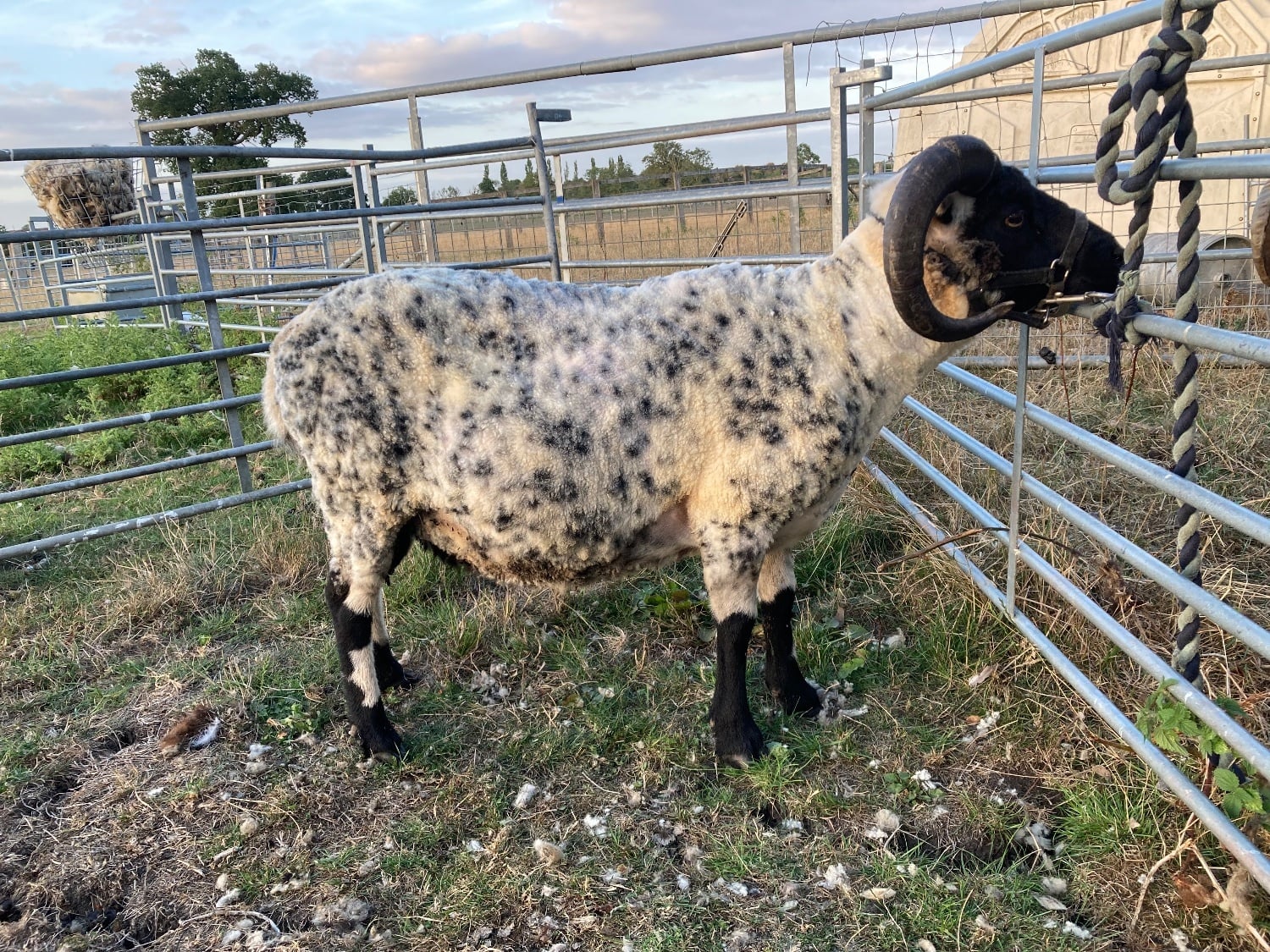 Leighton Buzzard Shetland tups of various ages for sale 
