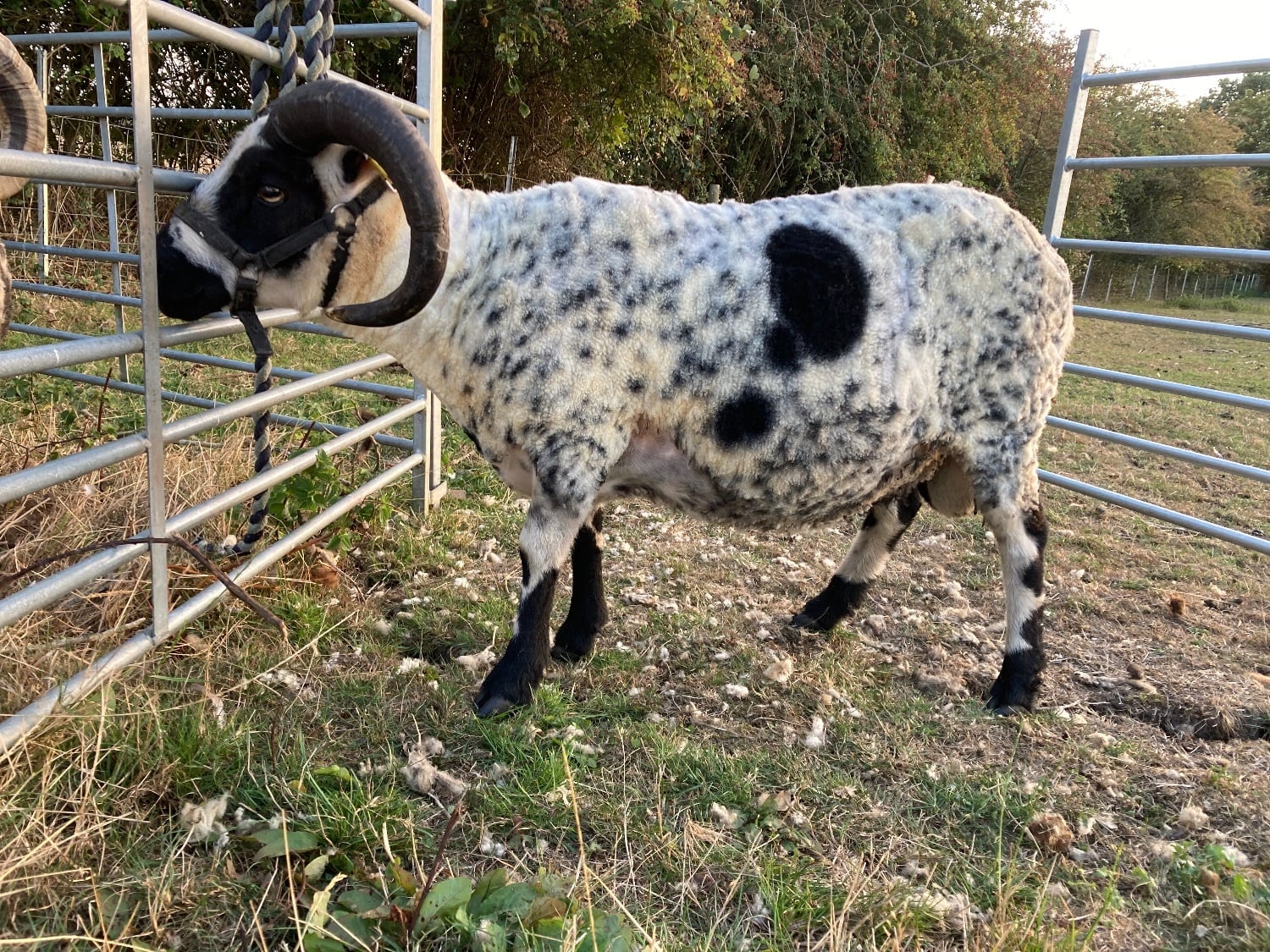 Shetland tups of various ages for sale  - Livestock in Leighton Buzzard