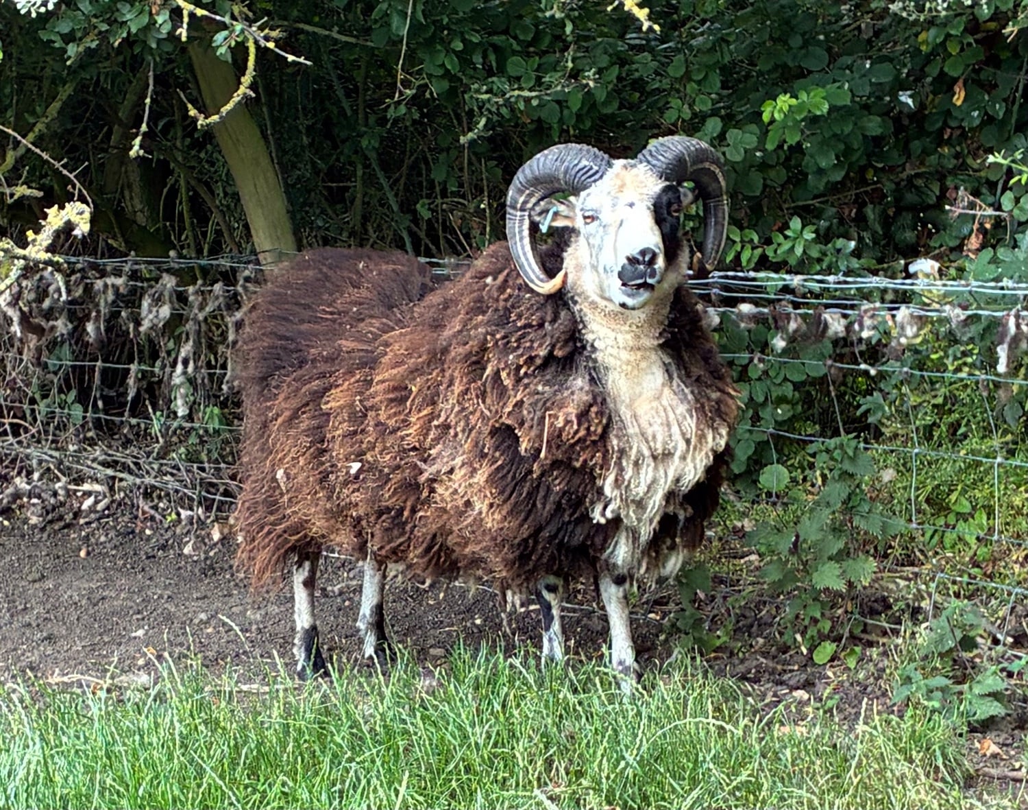 Shetland tups of various ages for sale  - Livestock