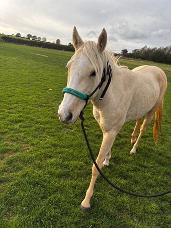 "Pearl" Palomino Mare Youngstock / Foal