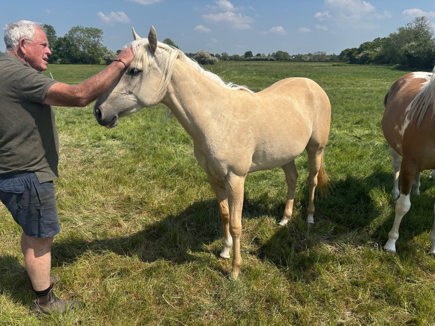 "Pearl" Palomino Mare Youngstock / Foal - Horses in Shrewsbury
