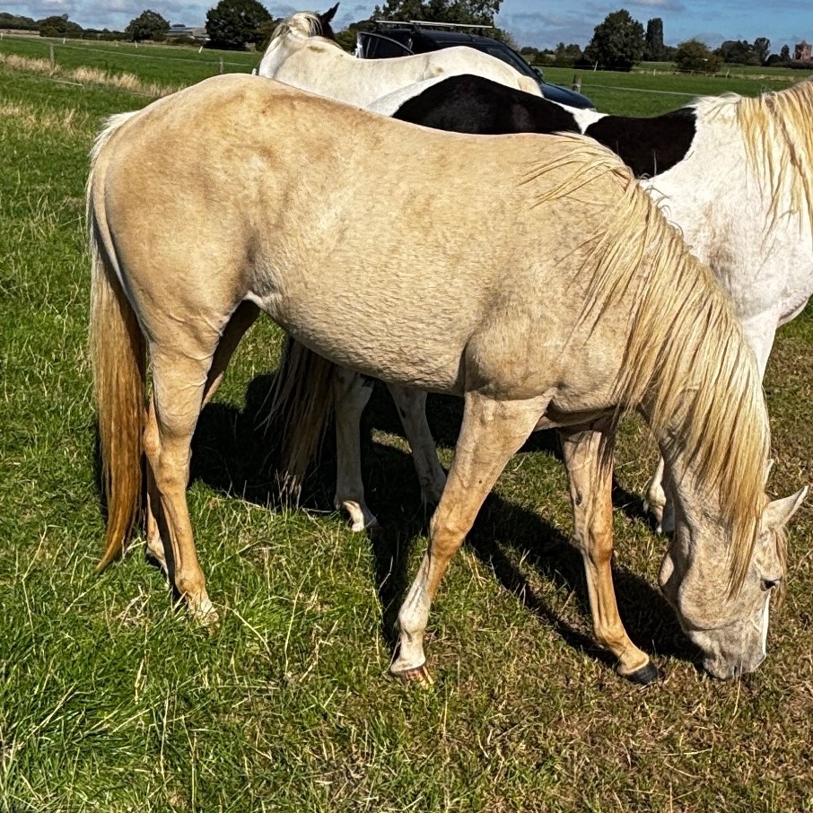 "Pearl" Palomino Mare Youngstock / Foal - Horses