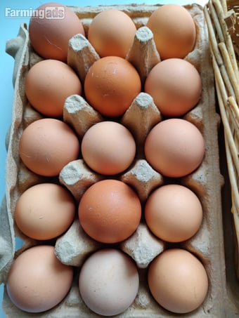 Fertilized chicken eggs for Sale in London