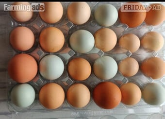 Fertilized chicken eggs for Sale in London