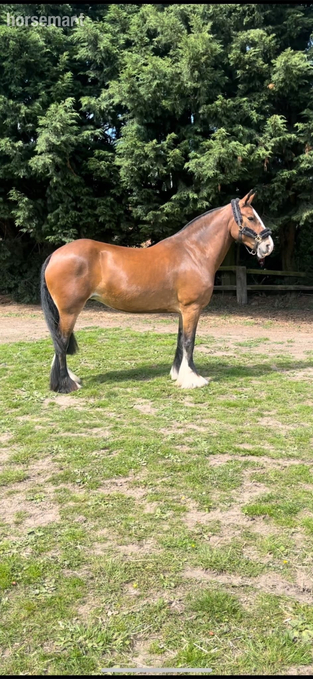 "Ida" Bay Mare Cob/Heavy Horse