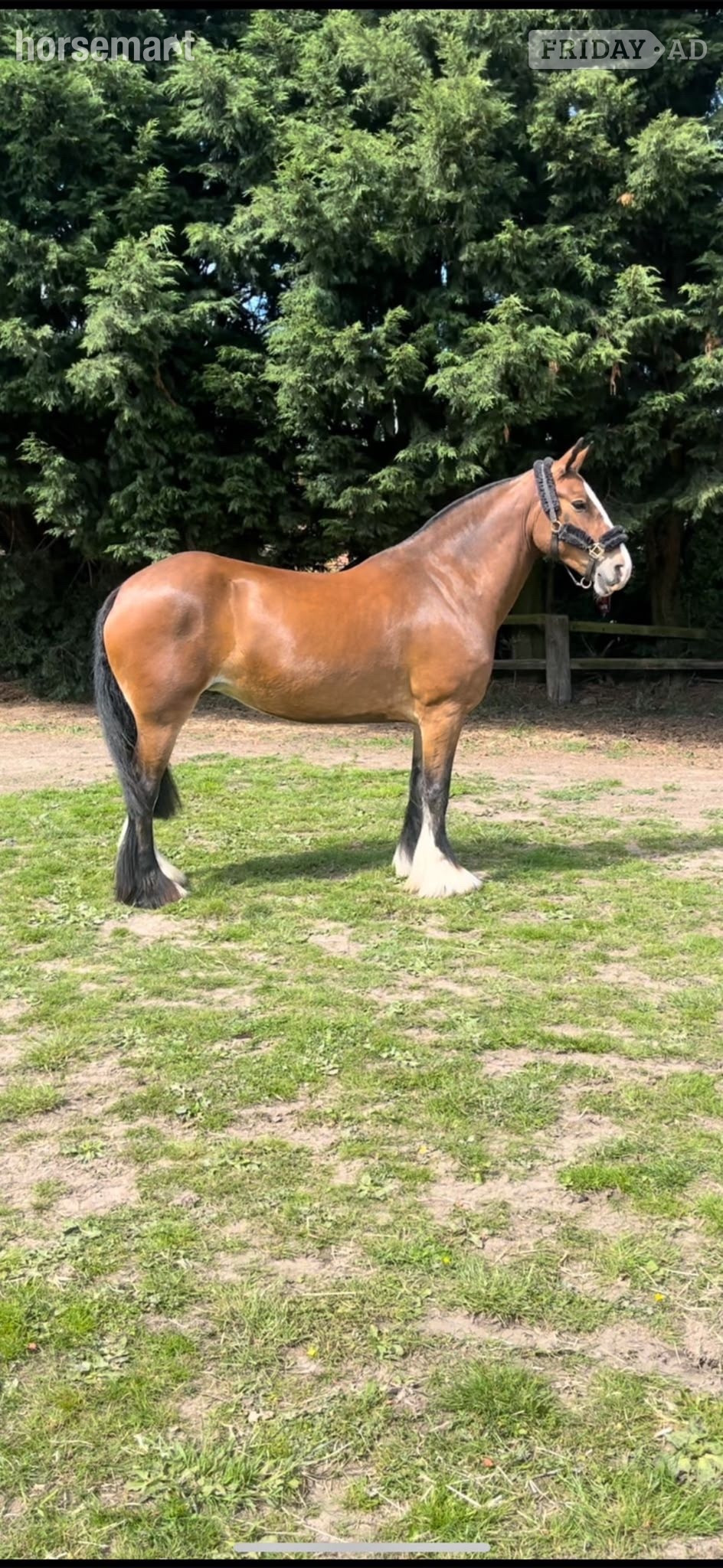 "Ida" Bay Mare Cob/Heavy Horse in Earlswood