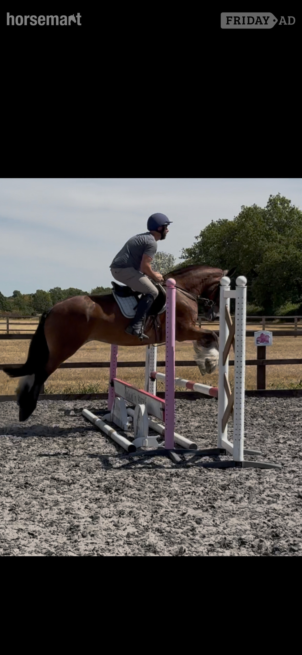 "Ida" Bay Mare Cob/Heavy Horse