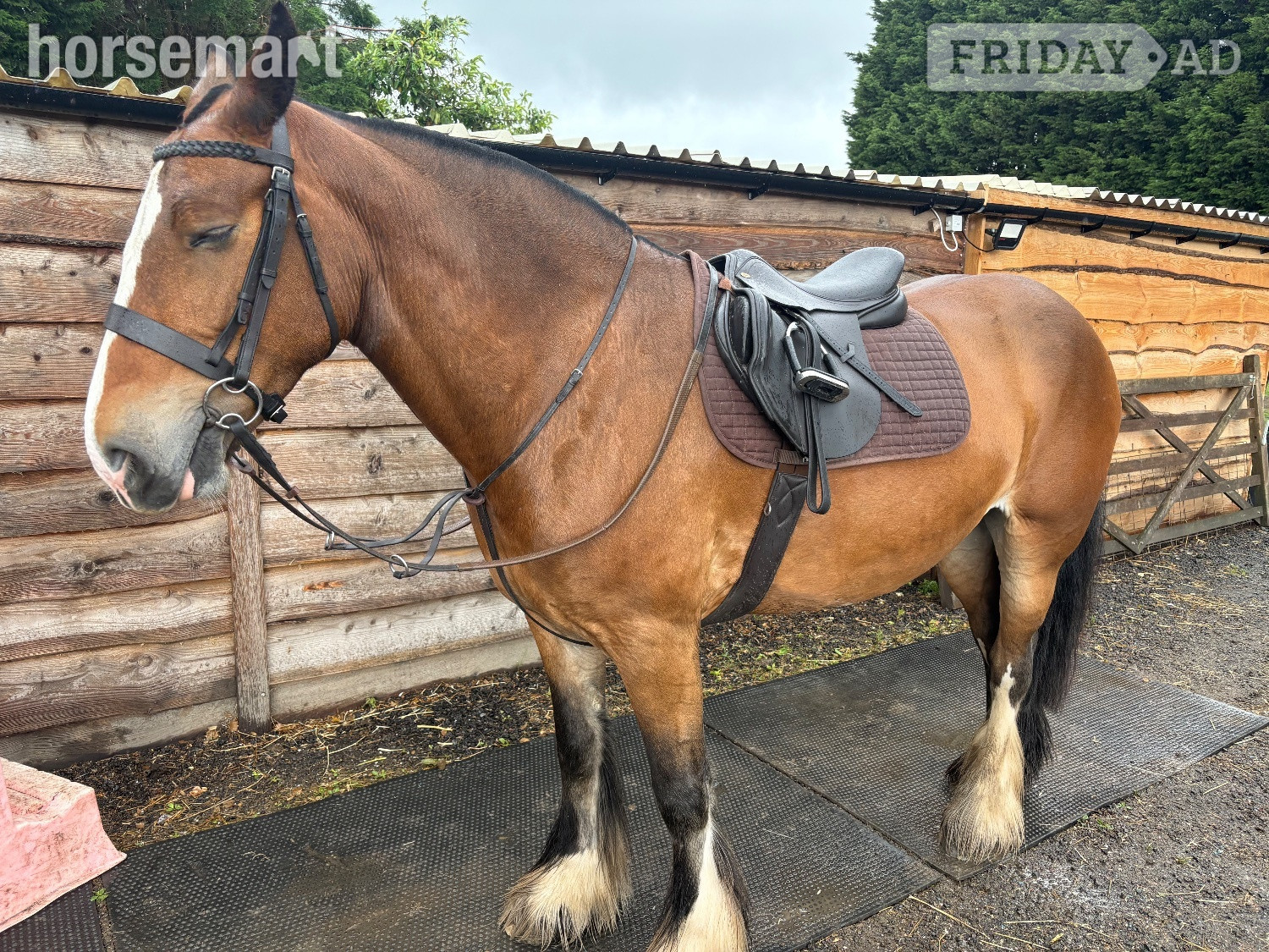 Earlswood "Ida" Bay Mare Cob/Heavy Horse