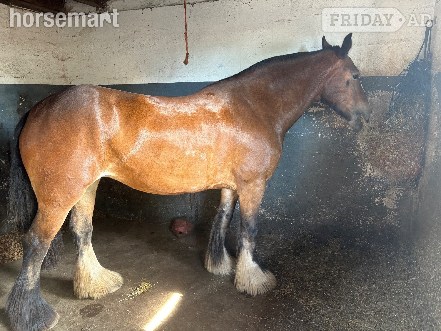 "Ida" Bay Mare Cob/Heavy Horse - Horses in Earlswood