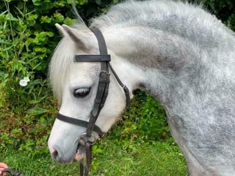 "Elcon Heirloom - Flossy" Grey Mare Lead Rein/First Ridden Pony