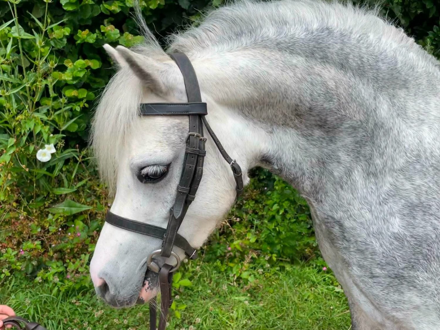 "Elcon Heirloom - Flossy" Grey Mare Lead Rein/First Ridden Pony in Saltash