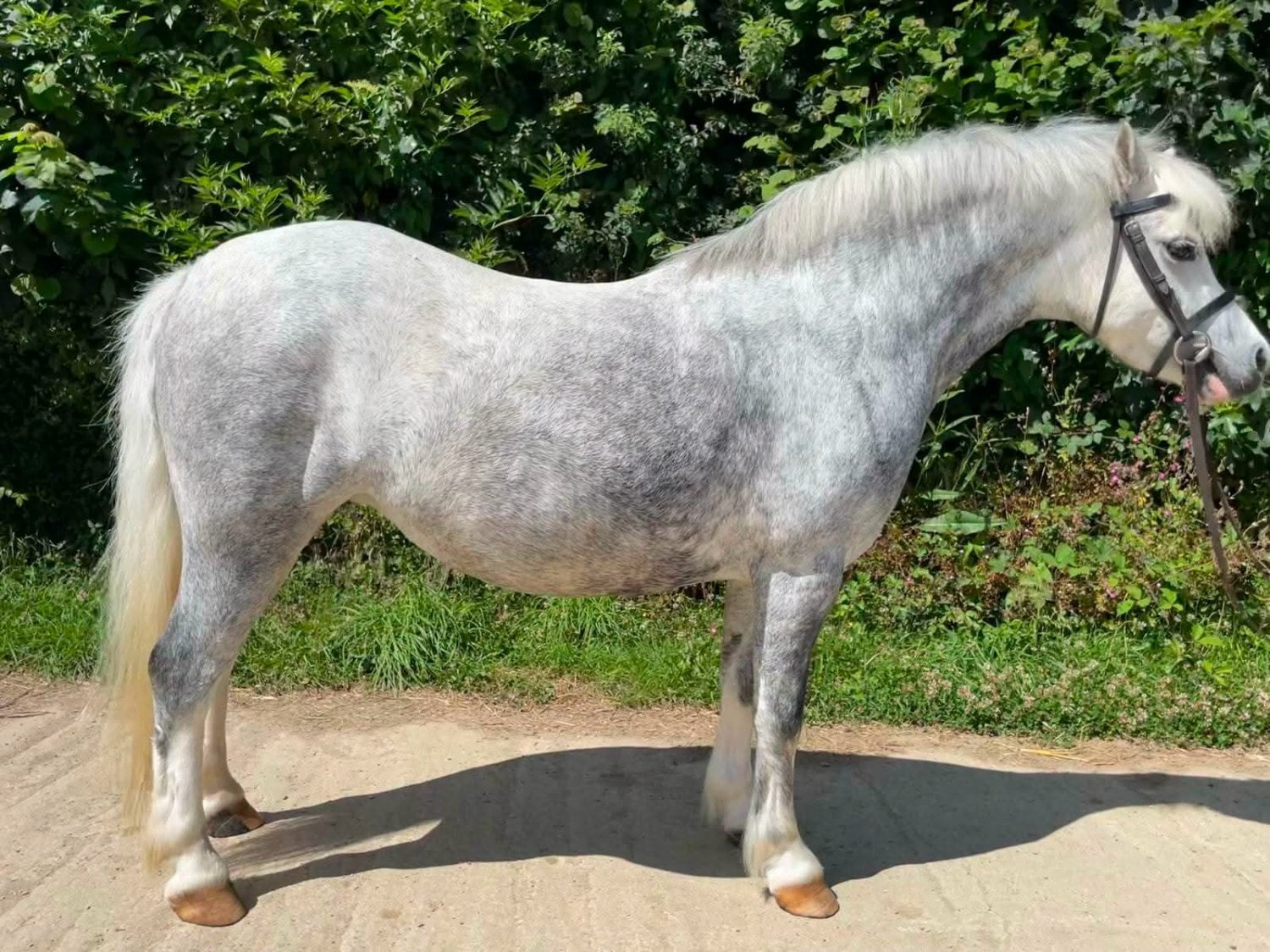 "Elcon Heirloom - Flossy" Grey Mare Lead Rein/First Ridden Pony