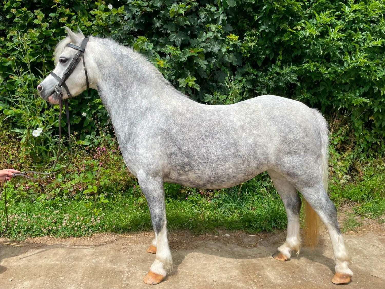 Saltash "Elcon Heirloom - Flossy" Grey Mare Lead Rein/First Ridden Pony