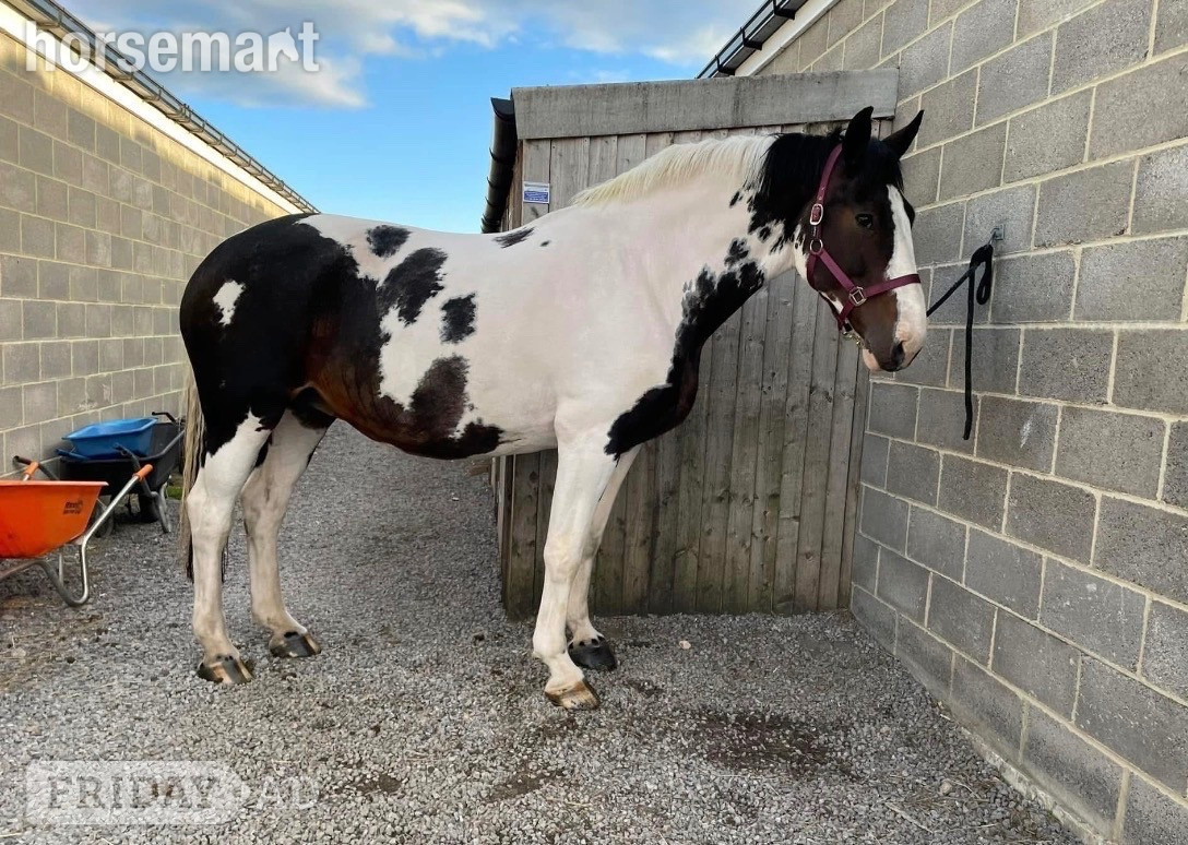"Maize" Coloured Mare All Rounder in Durham