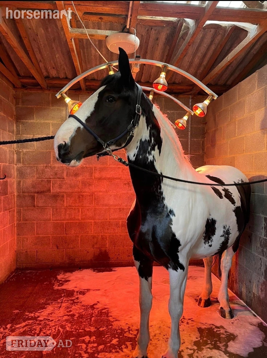 "Maize" Coloured Mare All Rounder - Horses