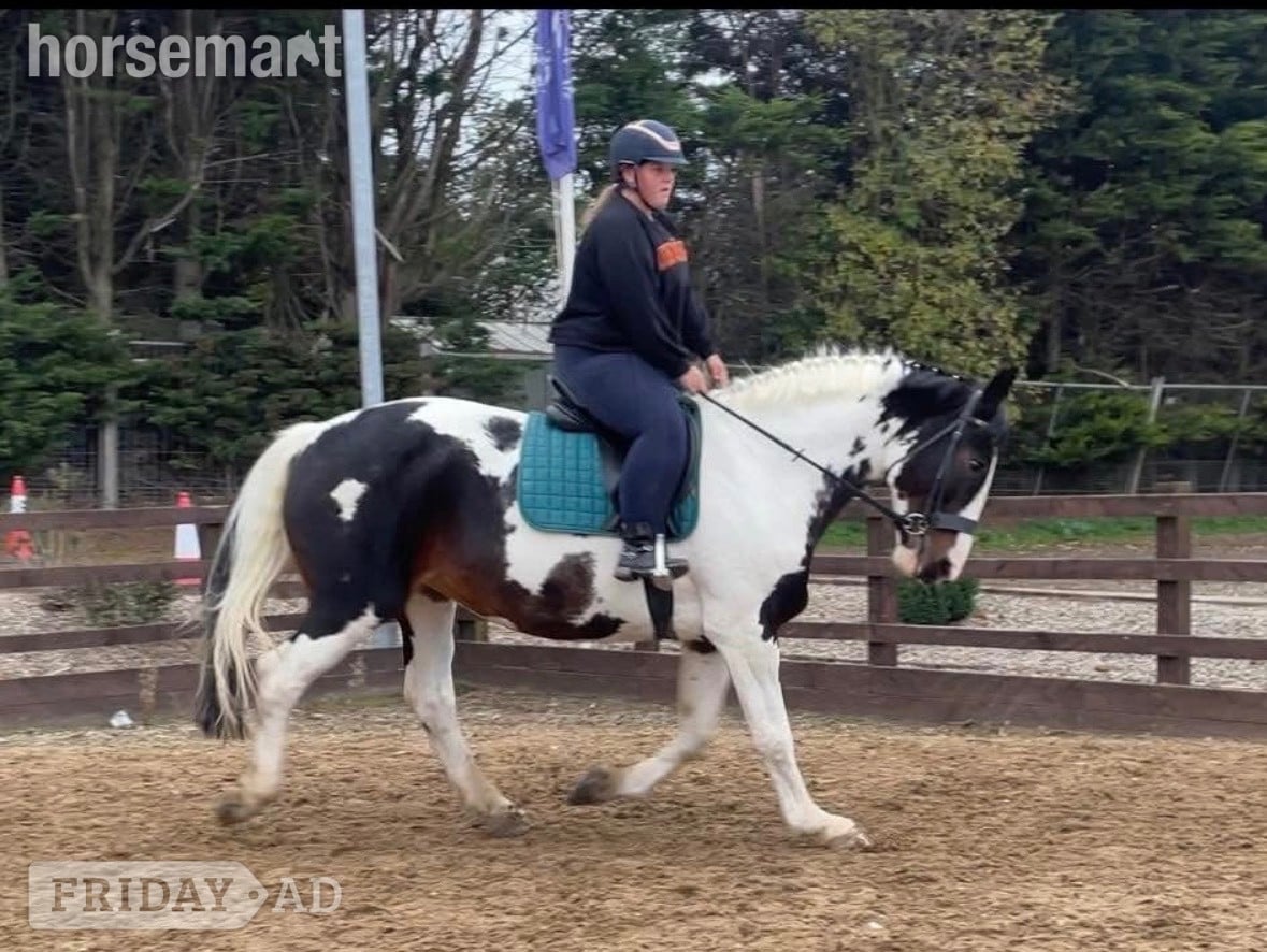 "Maize" Coloured Mare All Rounder