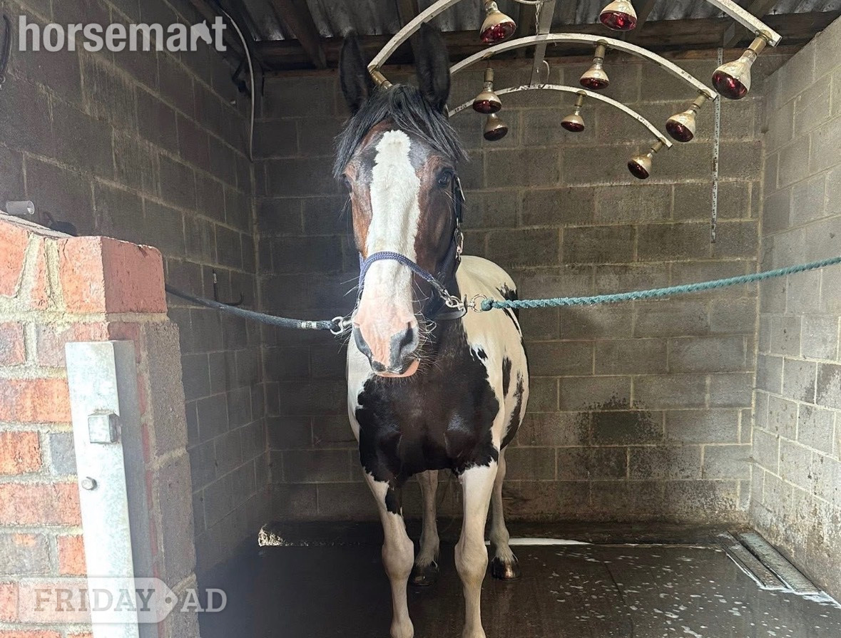 "Maize" Coloured Mare All Rounder - Horses in Durham