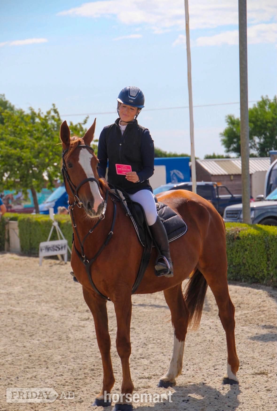 "Janey" Chestnut Mare All Rounder