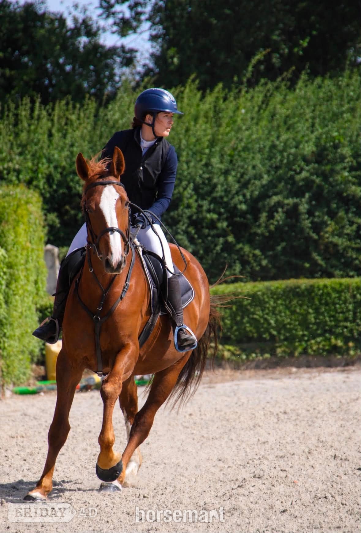 Pontefract "Janey" Chestnut Mare All Rounder