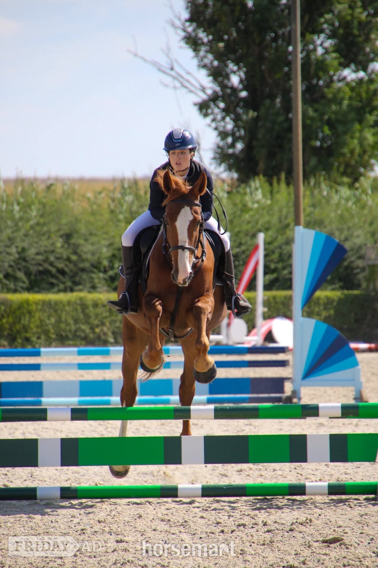 "Janey" Chestnut Mare All Rounder - Horses in Pontefract