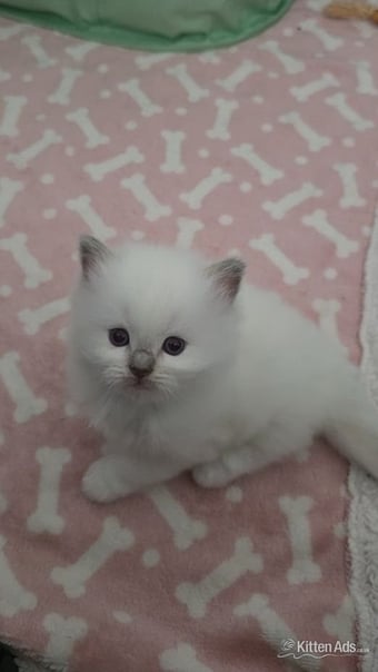 Beautiful blue point ragdoll kittens