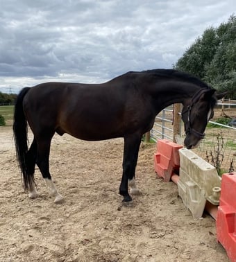 "Indie"  Gelding Dressage Horse