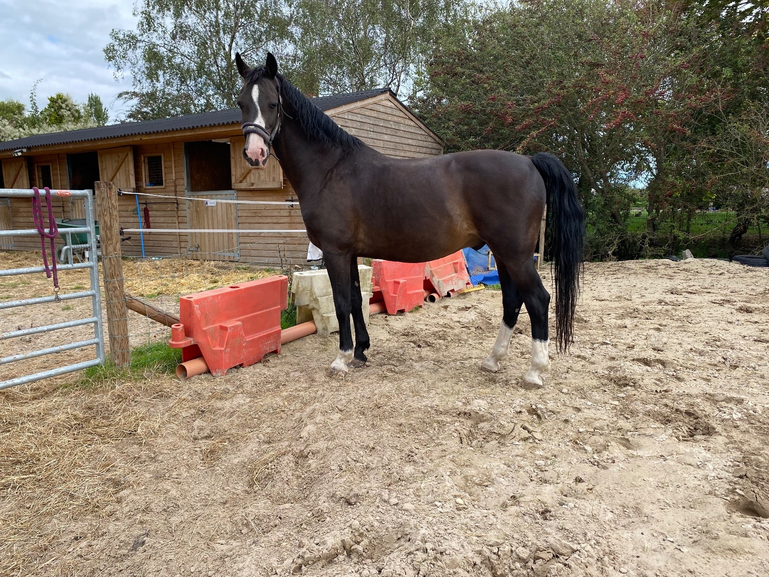 "Indie"  Gelding Dressage Horse