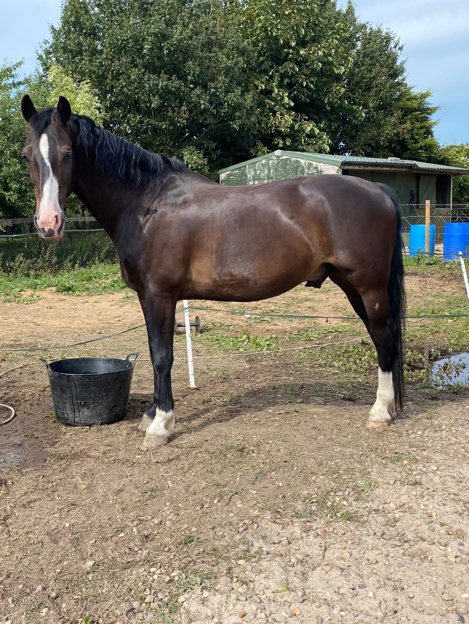 Preston "Indie"  Gelding Dressage Horse