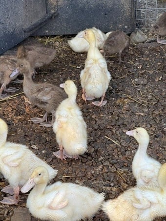 Cherry Valley and Khaki Campbell (Females)
