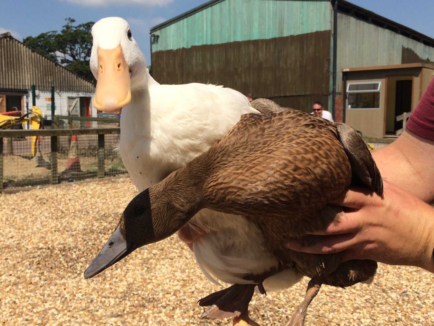 Cherry Valley and Khaki Campbell (Females)