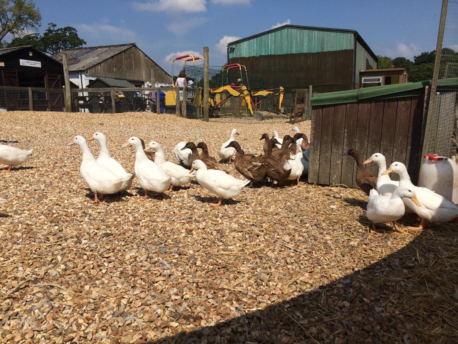 Ashurst Cherry Valley and Khaki Campbell (Females)