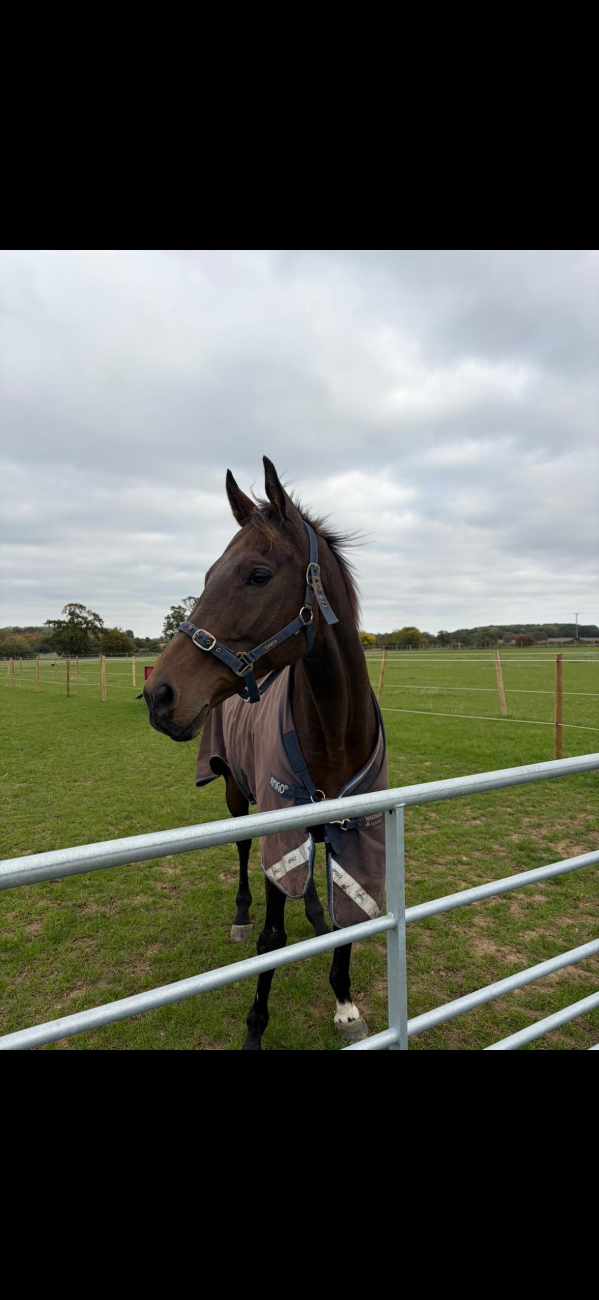 "Jaz" Bay Gelding Working Hunter Horse