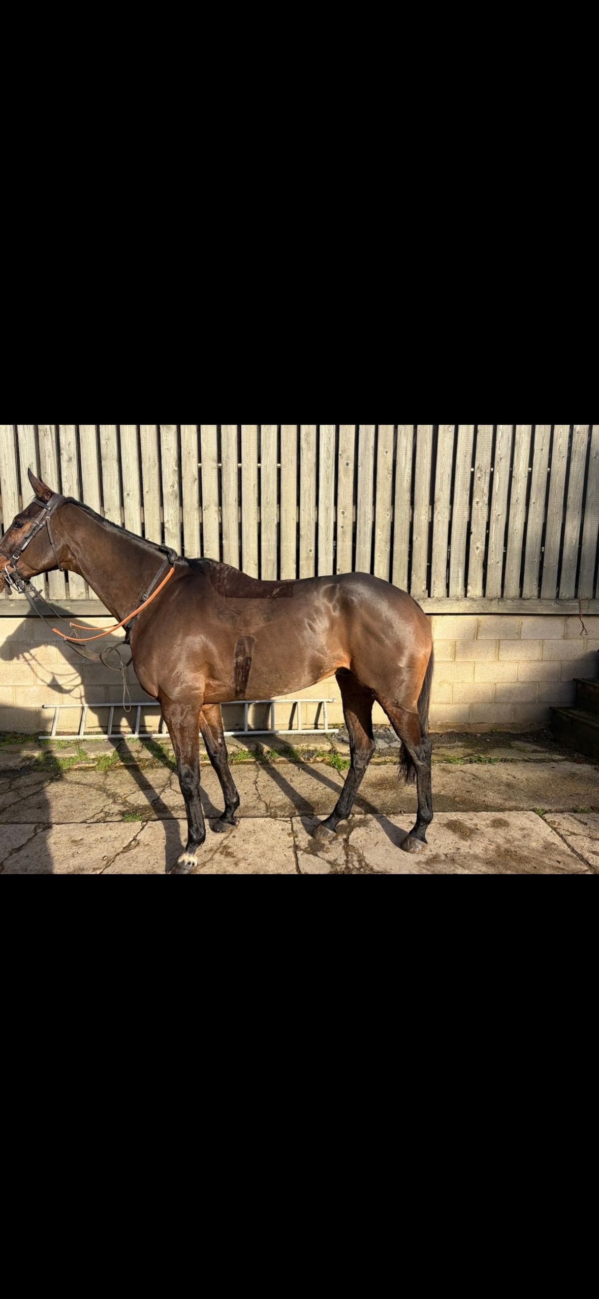 Cambridge "Jaz" Bay Gelding Working Hunter Horse