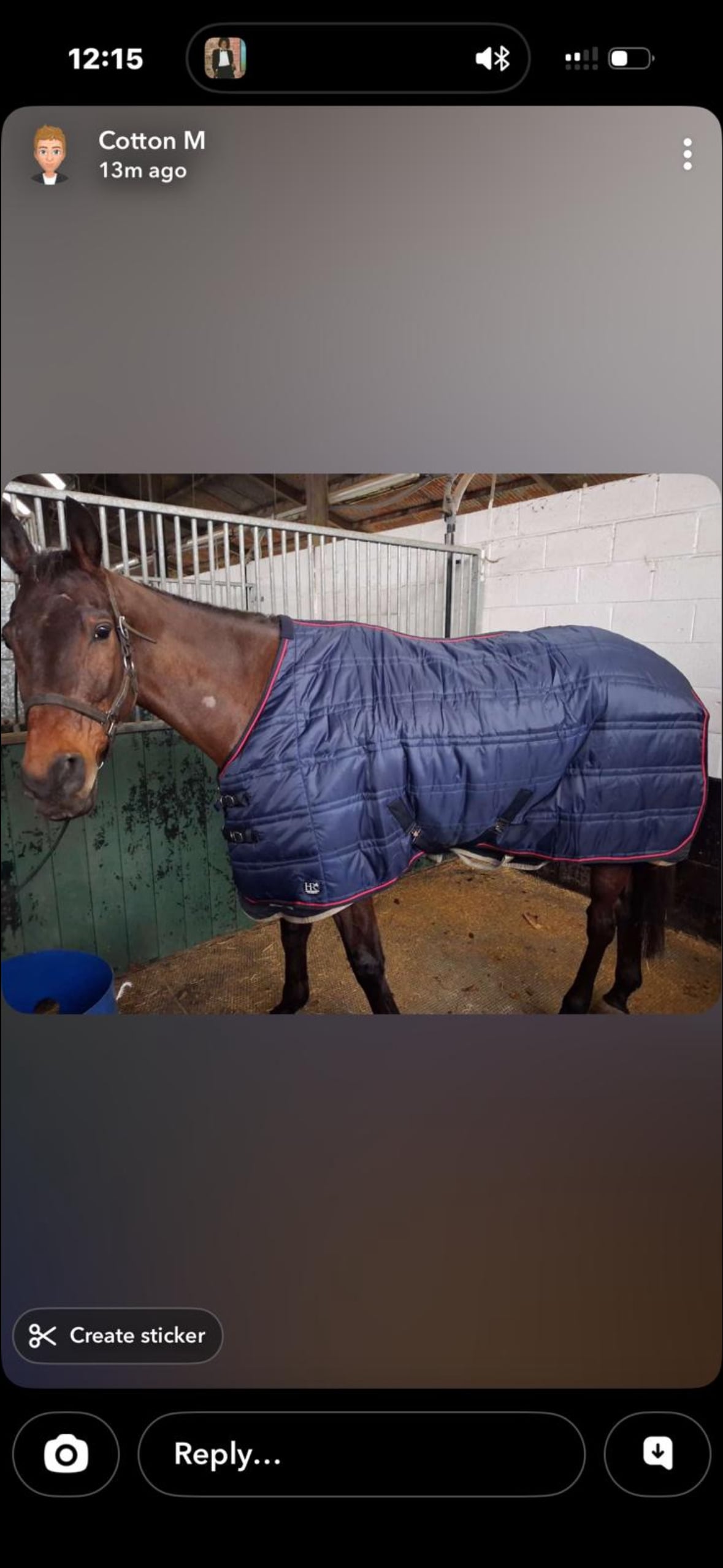 "Jaz" Bay Gelding Working Hunter Horse - Horses