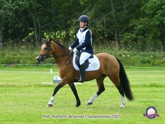 "Nancy" Dun Mare All Rounder