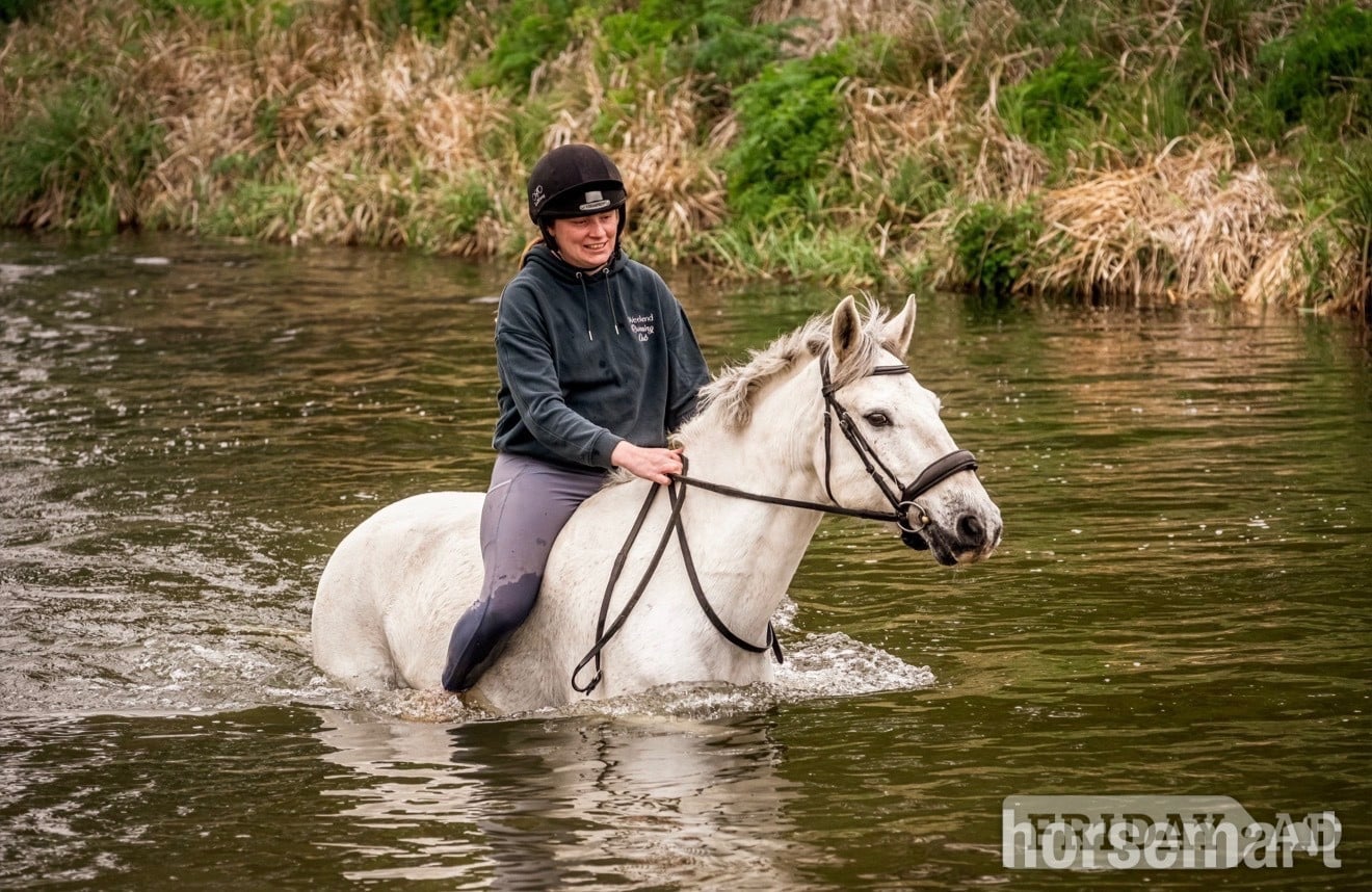 "Storm" Grey Gelding All Rounder in Huntingdon