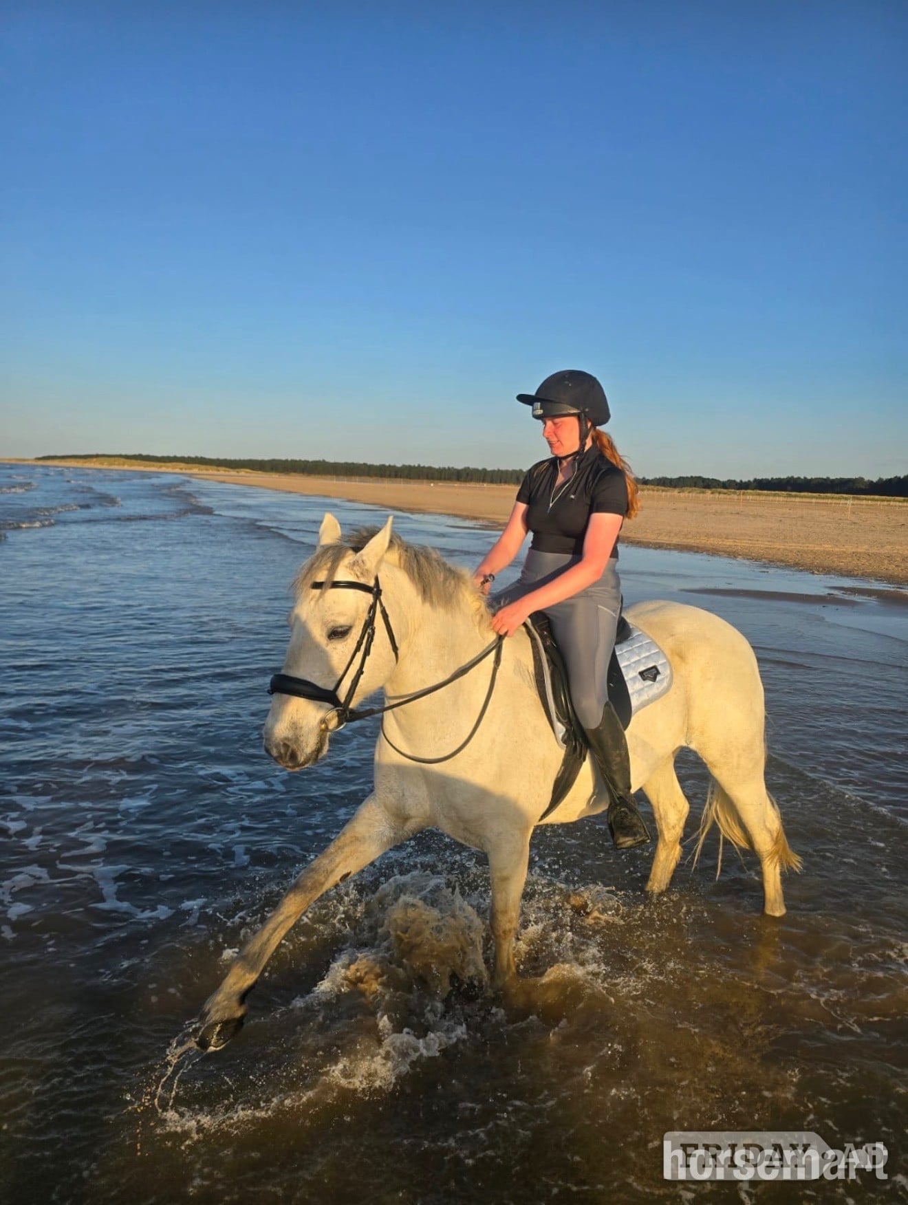 "Storm" Grey Gelding All Rounder