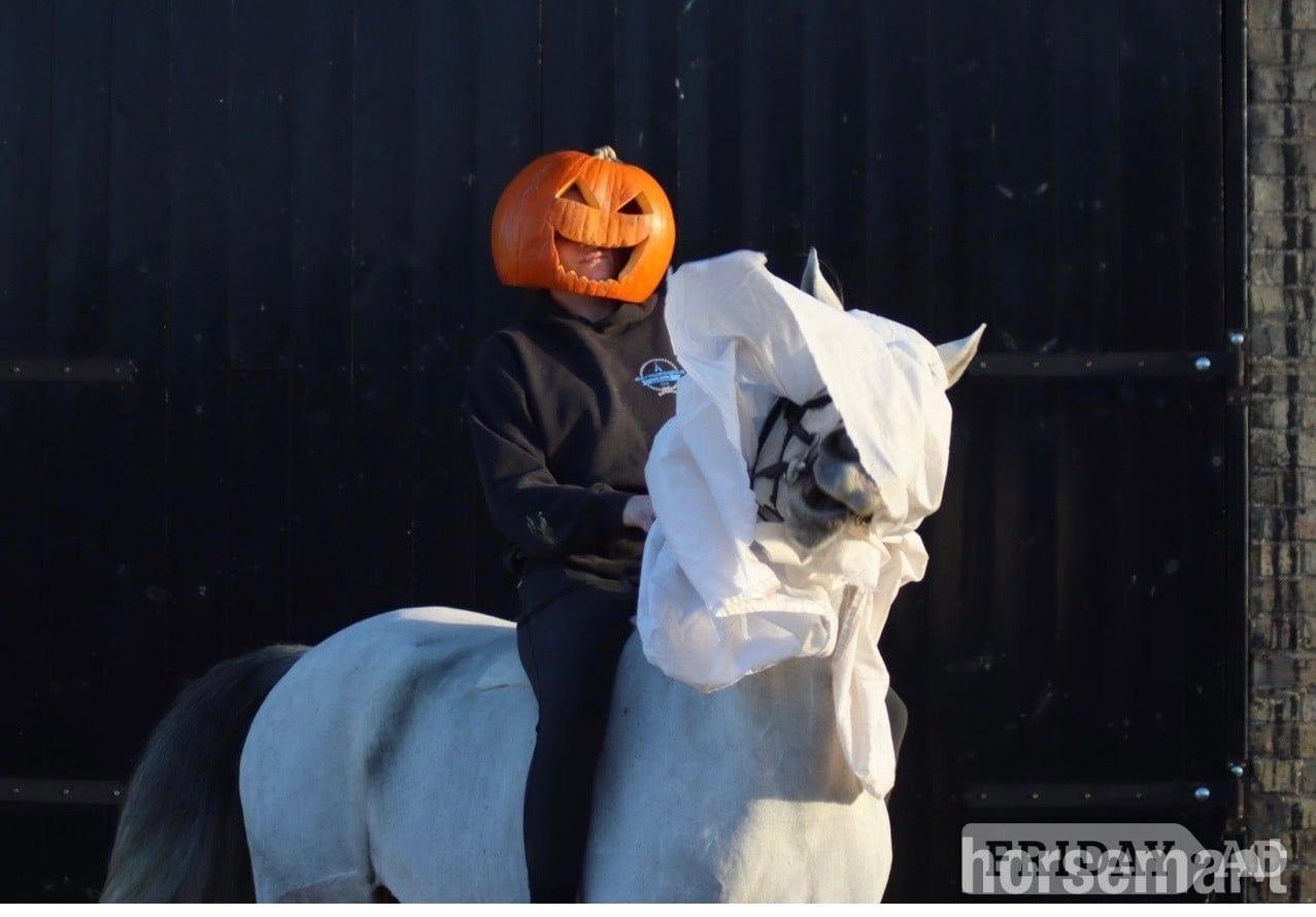 "Storm" Grey Gelding All Rounder - Horses in Huntingdon