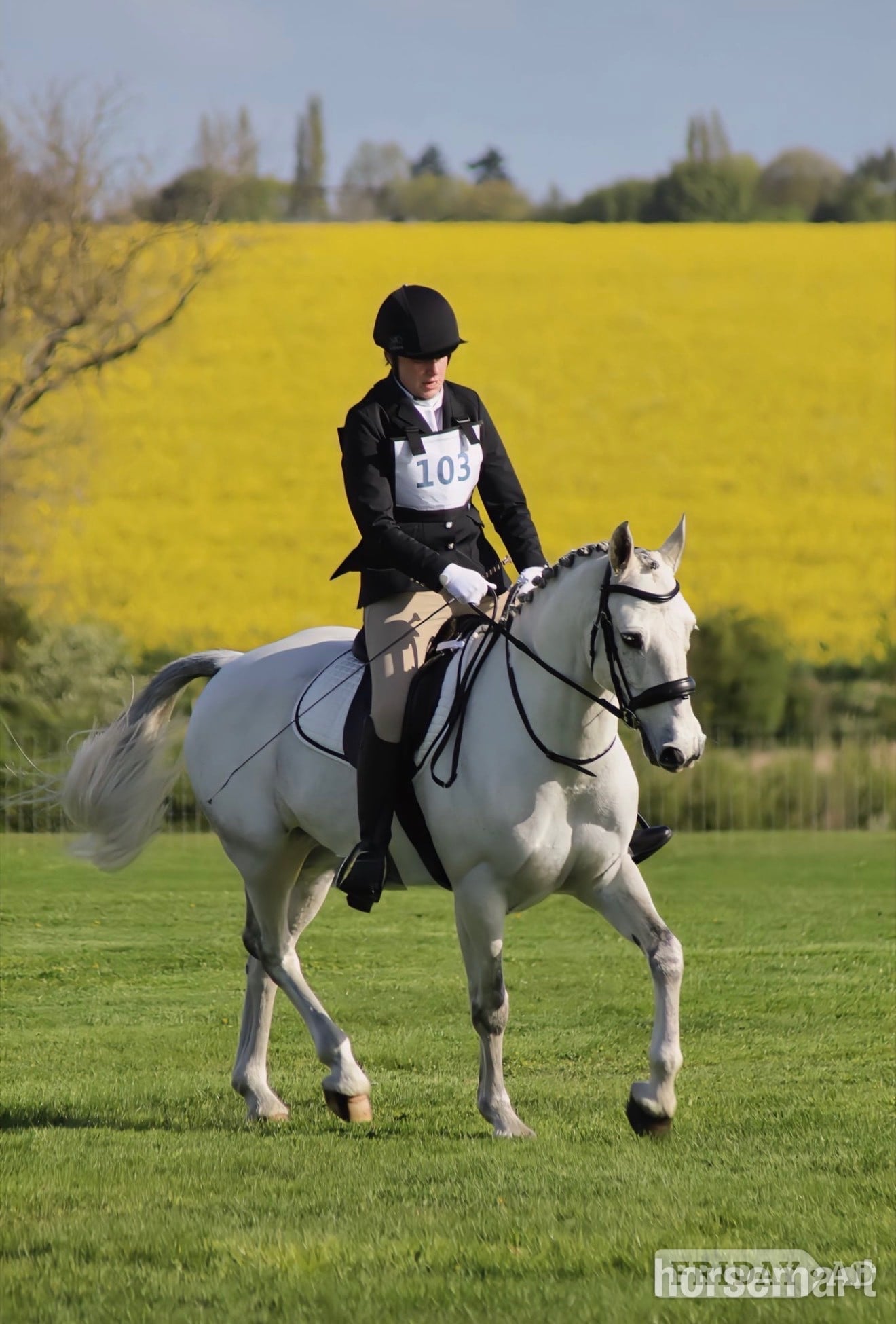 "Storm" Grey Gelding All Rounder - Horses