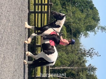 "Oti " Piebald Gelding Coloured