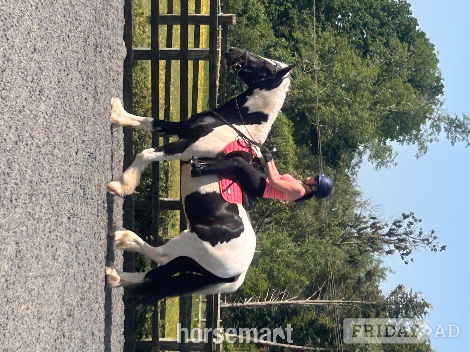 "Oti " Piebald Gelding Coloured in Storrington