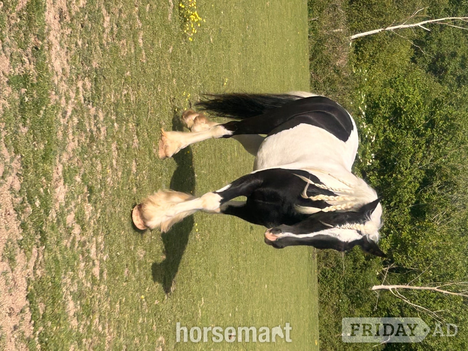 "Oti " Piebald Gelding Coloured