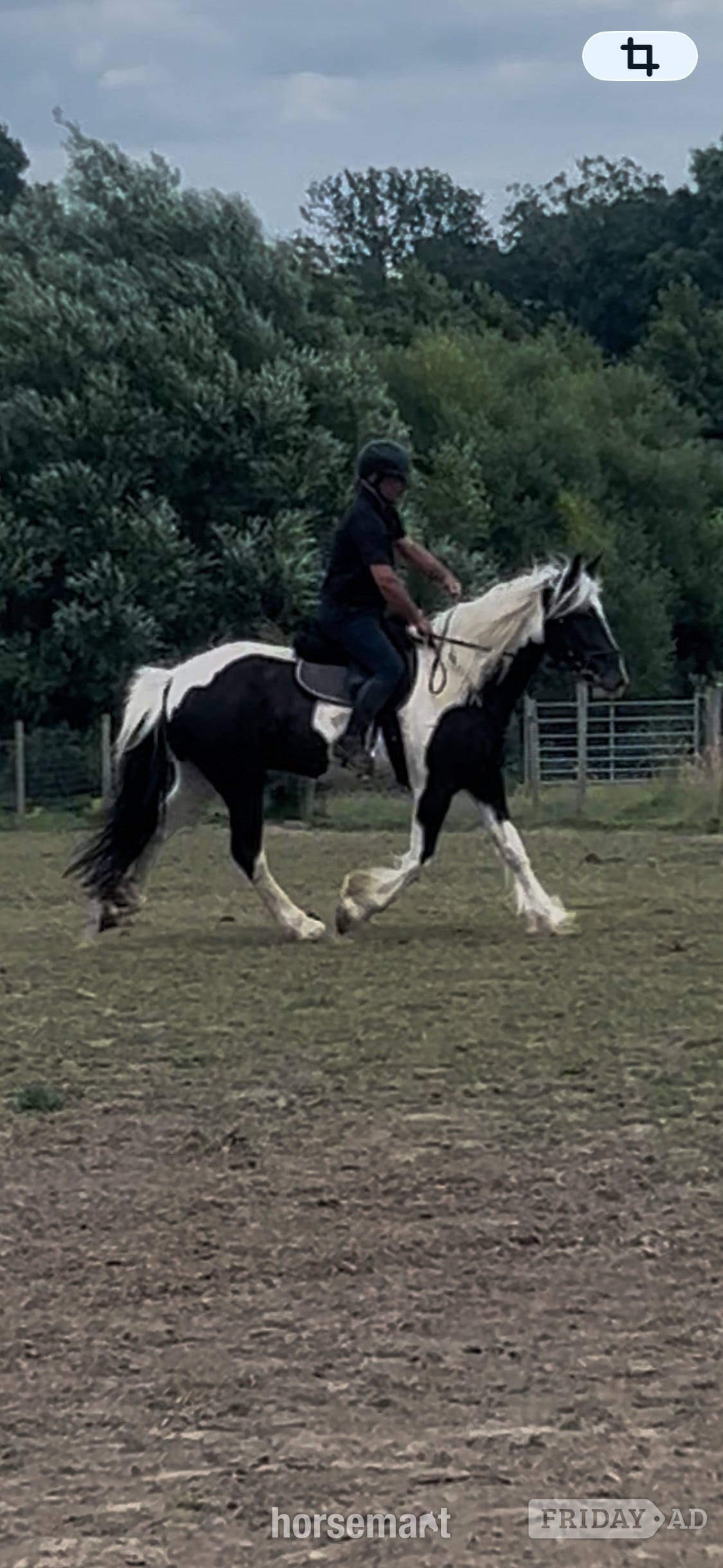 Storrington "Oti " Piebald Gelding Coloured