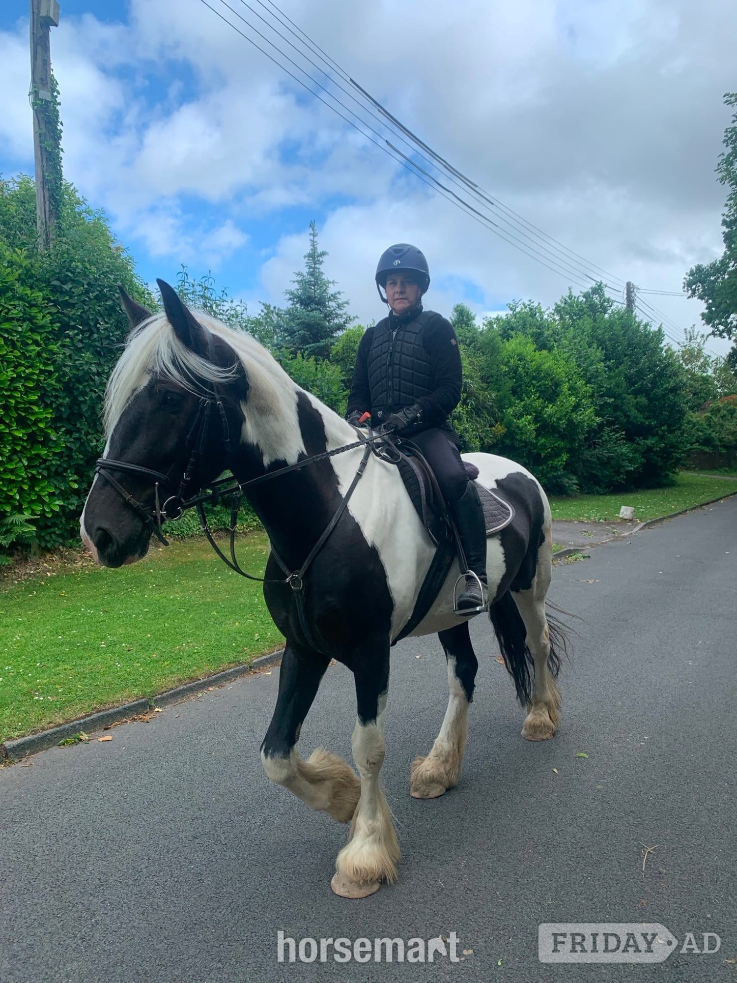 "Oti " Piebald Gelding Coloured - Horses in Storrington