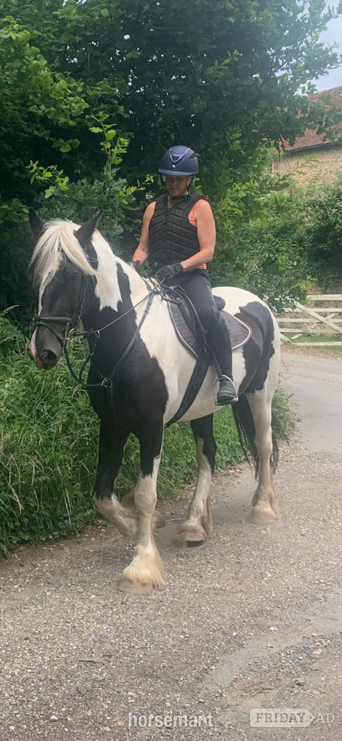 "Oti " Piebald Gelding Coloured - Horses