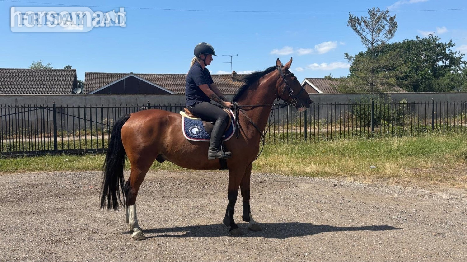 "HK HANDS ON " Bay Gelding All Rounder - Horses in Noak Hill