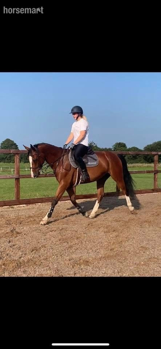 "HK HANDS ON " Bay Gelding All Rounder