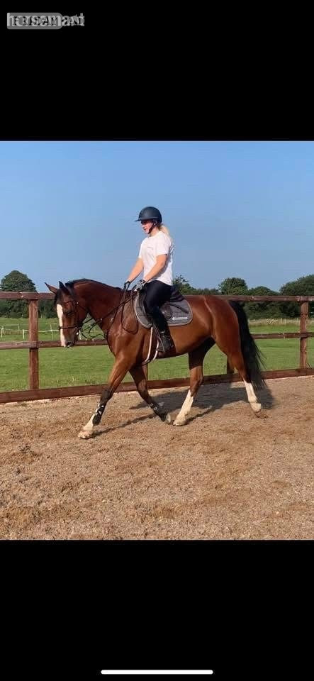 "HK HANDS ON " Bay Gelding All Rounder in Noak Hill
