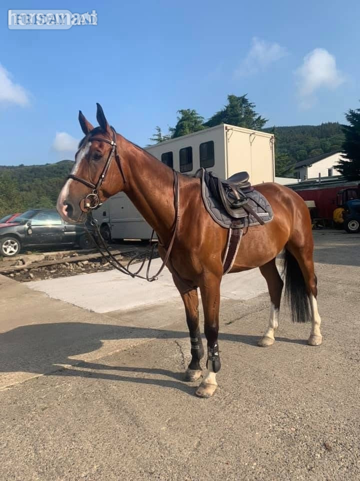 "HK HANDS ON " Bay Gelding All Rounder